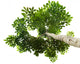 Green Leaf White with Wall Decal
