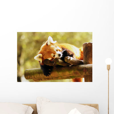 Red Panda shown on a wall