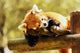 Red Panda