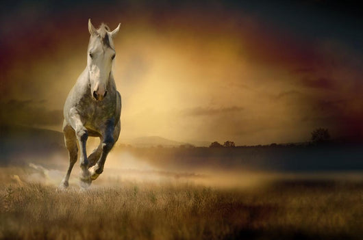 White Horse Sunset