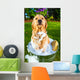 Golden Retriever Dog Getting