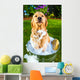 Golden Retriever Dog Getting
