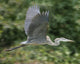 Great Blue Heron in Flight Wall Mural