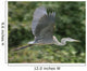 Great Blue Heron in Flight Wall Mural