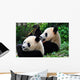 Panda Pair