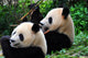 Panda Pair