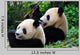 Panda Pair