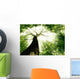 Forest Trees Nature Green