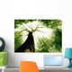 Forest Trees Nature Green