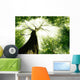 Forest Trees Nature Green