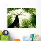 Forest Trees Nature Green