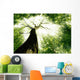Forest Trees Nature Green