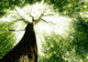 Forest Trees Nature Green
