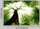 Forest Trees Nature Green