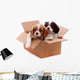 two sad puppies in a box Wall Decal