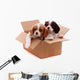 two sad puppies in a box Wall Decal