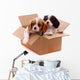 two sad puppies in a box Wall Decal