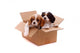 two sad puppies in a box Wall Decal