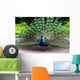 Peacock Wall Mural