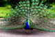 Peacock Wall Mural