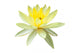 Yellow Water Lily in Isolated White Wall Decal