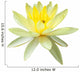 Yellow Water Lily in Isolated White Wall Decal