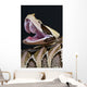 Gaboon Viper Bitis Gabonica