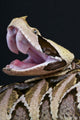 Gaboon Viper Bitis Gabonica