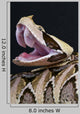 Gaboon Viper Bitis Gabonica