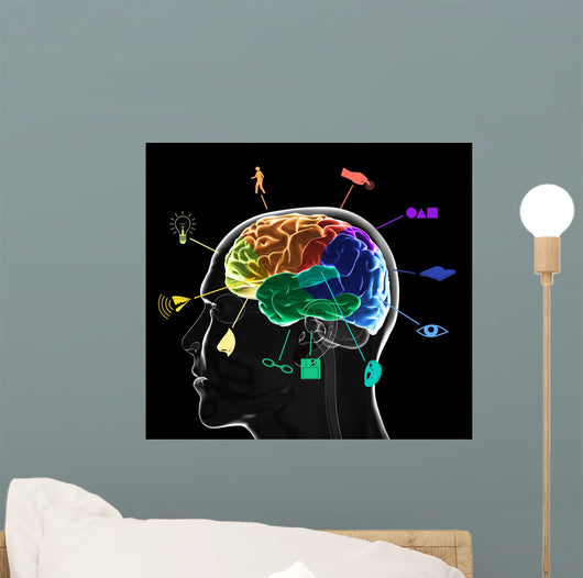 Functional Areas Brain