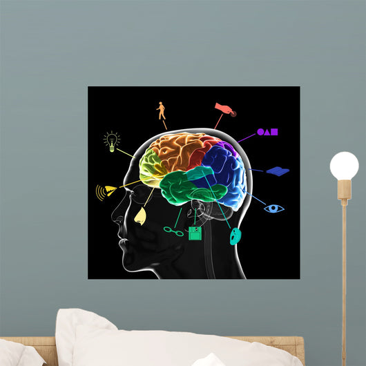 Functional Areas Brain