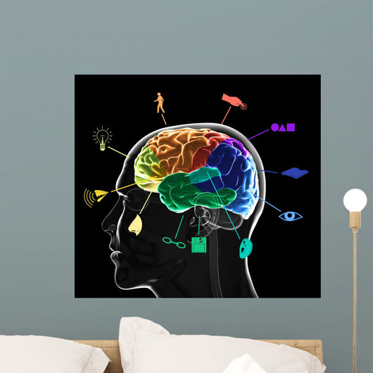 Functional Areas Brain