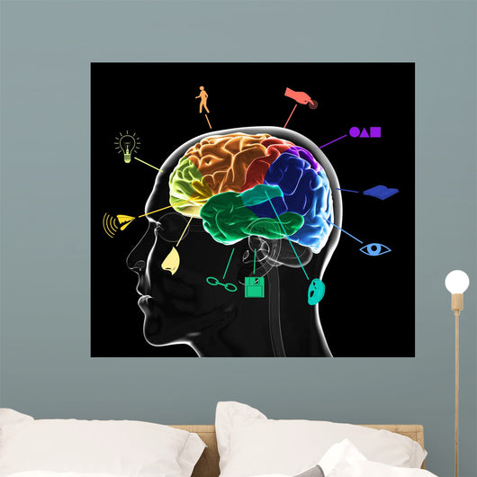 Functional Areas Brain