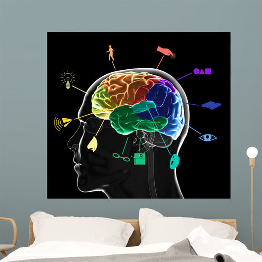 Functional Areas Brain
