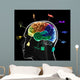Functional Areas Brain
