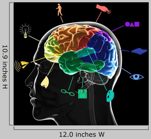 Functional Areas Brain
