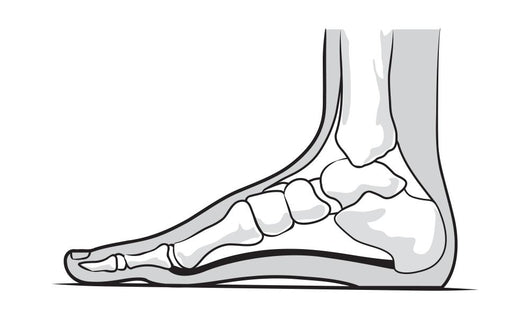 Medial Foot Anatomy Wall Decal