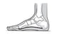 Medial Foot Anatomy Wall Decal