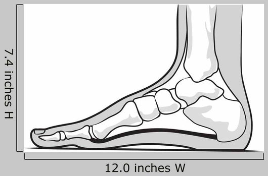 Medial Foot Anatomy Wall Decal