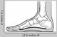 Medial Foot Anatomy Wall Decal