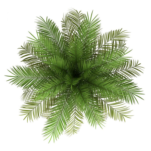 Top Date Palm Tree Wall Decal