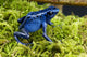 Blue Poison Dartfrog Dendrobates