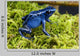 Blue Poison Dartfrog Dendrobates