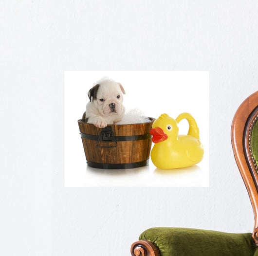 Dog Bath
