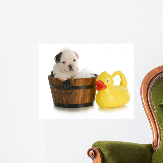 Dog Bath