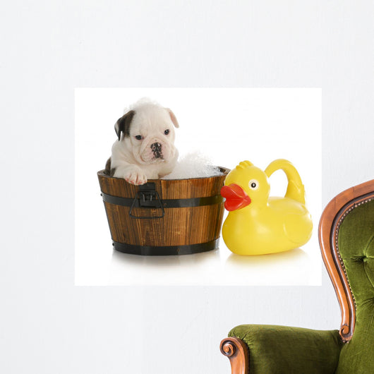 Dog Bath