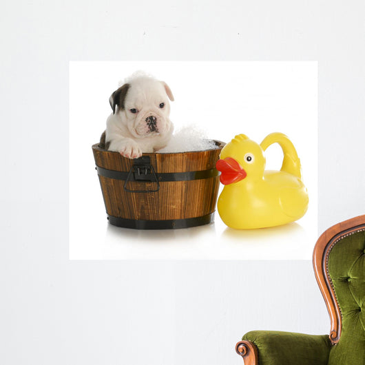 Dog Bath