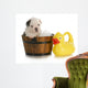 Dog Bath