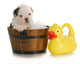 Dog Bath