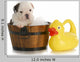 Dog Bath